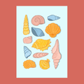 Seashells Collection Postcard