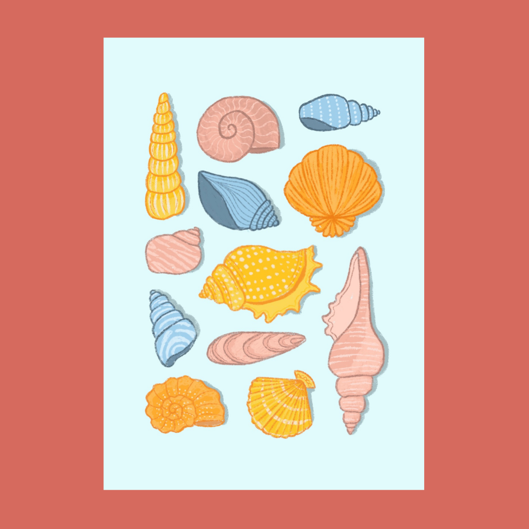 Seashells Collection Postcard